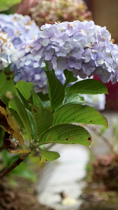 Hydrangea flowers swaying in the wind in the garden with a vertical camera .. Stock Footage 337216755
