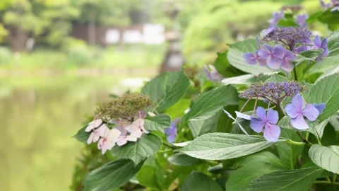 Hydrangea Flowers Swaying in the Wind by a Garden Pond Stock Footage 339768693