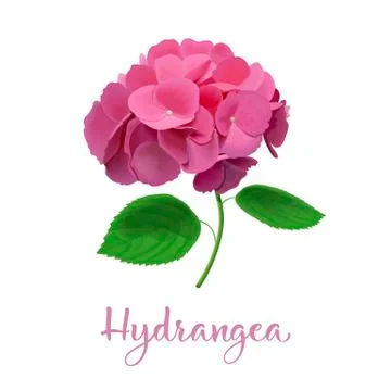 Hydrangea flowers. Vector highly detailed realistic illustration. isolated Stock Illustration