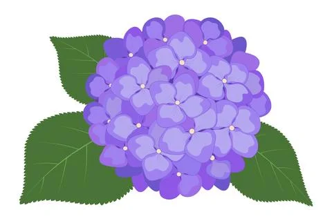 Hydrangea flowers. Vector stock illustration eps10. Stock Illustration