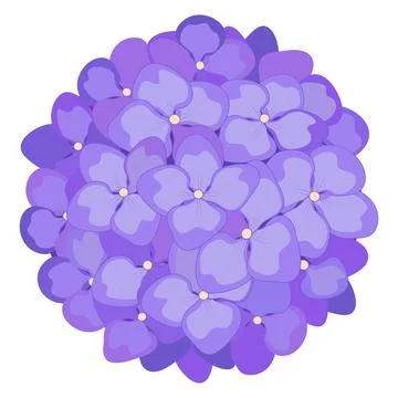 Hydrangea flowers. Vector stock illustration eps10. Stock Illustration
