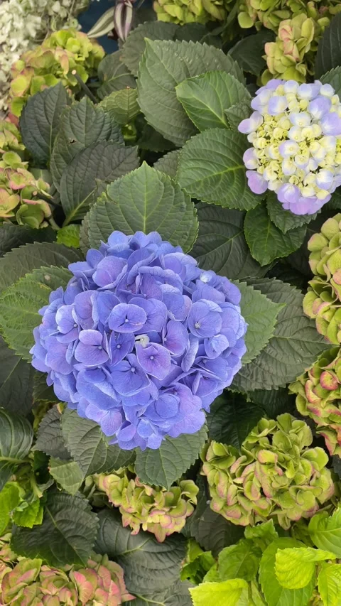 Hydrangea flowers in vibrant bloom with lush green leaves creating a colorf.. Stock Footage 314670259