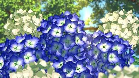 Hydrangea Flowers in Warm Sunlight - Peaceful Floral Loop 4K Stock Footage 334839832
