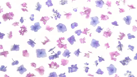 Hydrangea flowers on white background. Top view. Loop motion. Stock Footage 159823811