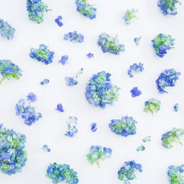 Hydrangea flowers on white, flat lay Foto stock