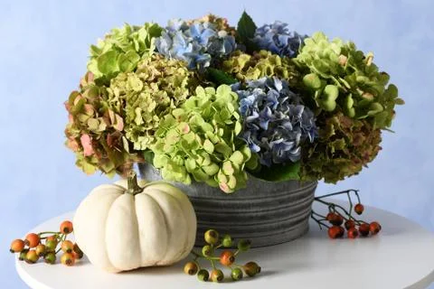 Hydrangea flowers with white pumpkin Foto stock