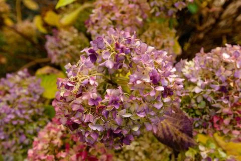 Hydrangea flowers in winter Stock Photos