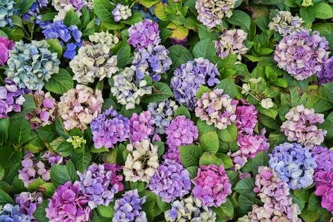 Hydrangea flowers withered on the bush. Drought, lack of water. Global climat Foto stock