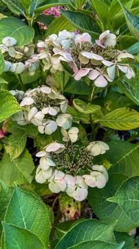 Hydrangea foliage blooming Stock Photos