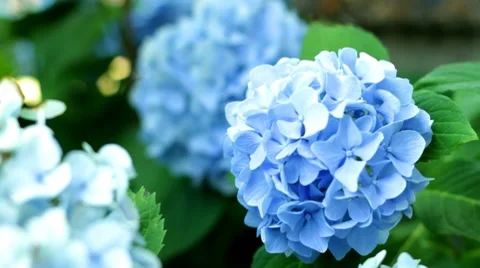 Hydrangea Stock Footage