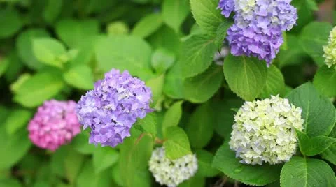 Hydrangea Stock Footage 11190466
