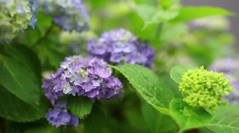 Hydrangea Stock-Footage 11190468