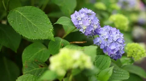 Hydrangea Stock Footage 11190511