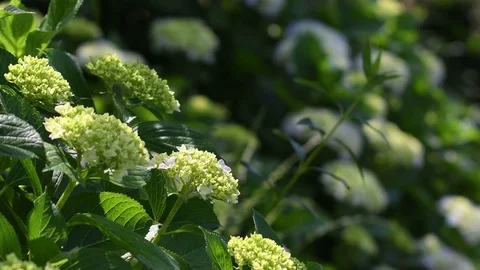 Hydrangea Stock Footage 78952300