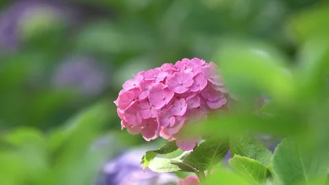 Hydrangea Video stock 127959714