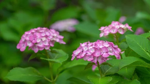 Hydrangea Video stock 127959777