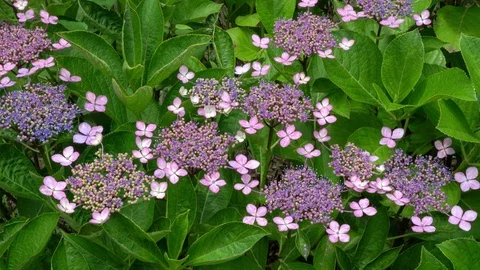 Hydrangea Stock Footage 127959863