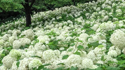 Hydrangea Stock Footage 127959901