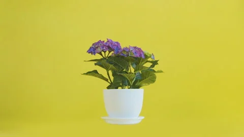 Hydrangea Stock Footage 132608827