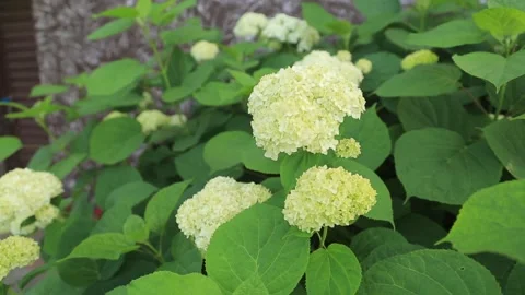 HYDRANGEA Stock Footage 158049857