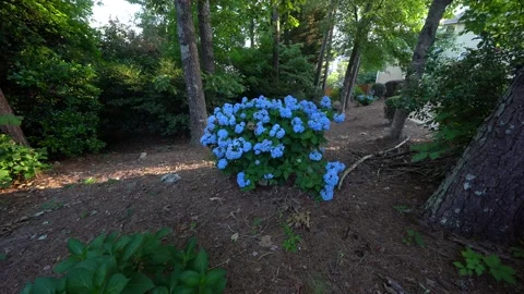 Hydrangea Stock Footage 196957456