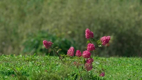 Hydrangea Stock Footage 323444309