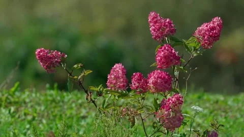 Hydrangea Stock Footage 323444464
