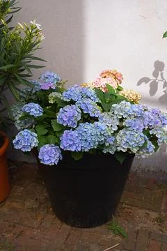 Hydrangea Forever and Ever 'Blue' flowers blooming in a pot on a brick pave.. Stock Photos