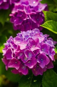 Hydrangea, full bloom of hydrangeas, flowers Stock Photos