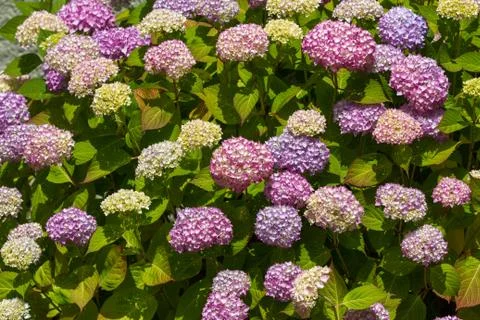 Hydrangea in full bloom Stock Photos