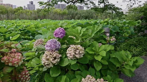 Hydrangea Garden Blooms with Lotus Field and City Skyline Behind 스톡 동영상 344006559