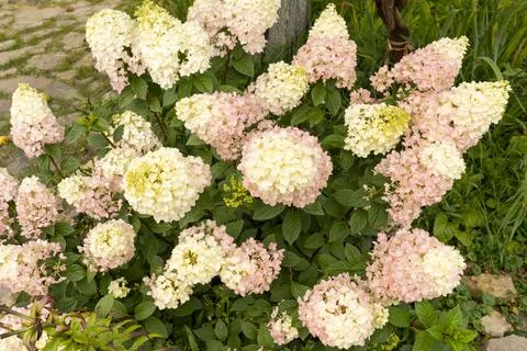 Hydrangea in the garden close-up, beautiful white and pink Stock Photos