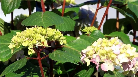 Hydrangea, garden flower Stock Footage 76093159