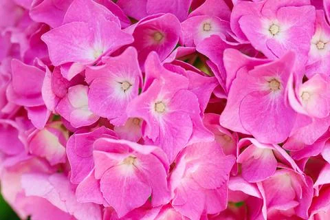 Hydrangea garden. Hydrangea flowers - Hydrangea macrophylla - Beautiful bus.. Stock Photos