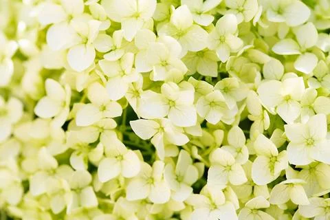 Hydrangea garden. Hydrangea flowers - Hydrangea macrophylla - Beautiful bus.. Stock Photos