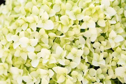 Hydrangea garden. Hydrangea flowers - Hydrangea macrophylla - Beautiful bus.. Stock Photos