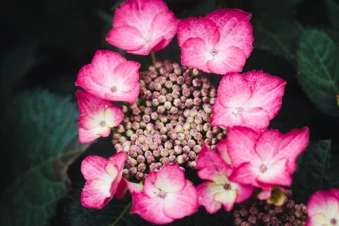 Hydrangea in the garden Stock Illustration