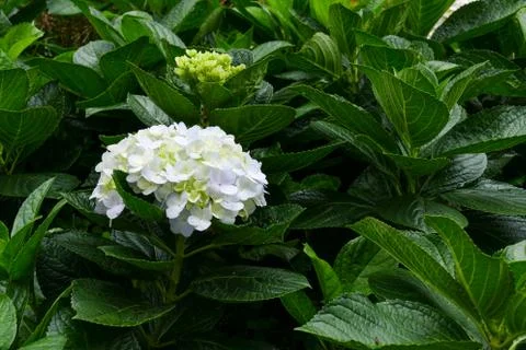 Hydrangea in the garden Stock Photos