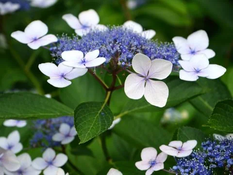 Hydrangea in the garden Stock Photos