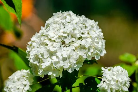 Hydrangea in the garden  Stock Photos