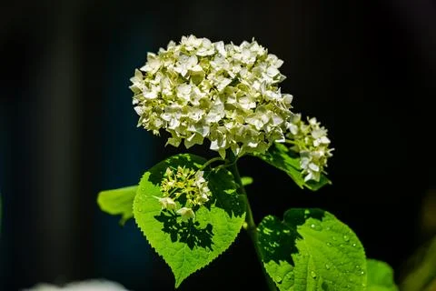 Hydrangea in the garden  Stock Photos