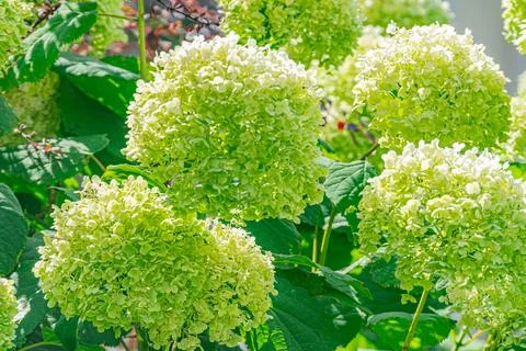 Hydrangea garden scene under bright sunlight, with blooming pale pink and lav Foto stock