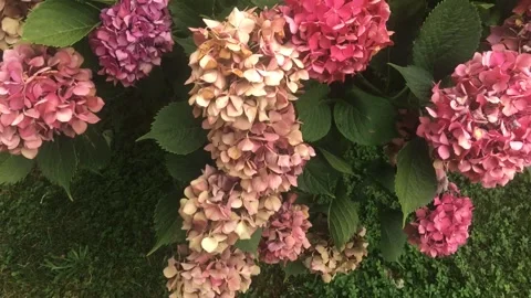Hydrangea is a genus of floral plants in the Hydrangeaceae family Stock Footage 136591686