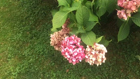 Hydrangea is a genus of floral plants in the Hydrangeaceae family Stock Footage 136591713