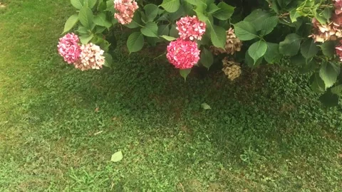Hydrangea is a genus of floral plants in the Hydrangeaceae family Stock Footage 136591730