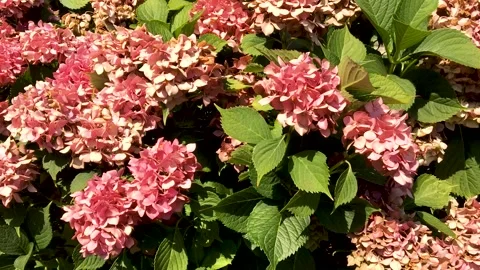 Hydrangea is a genus of floral plants in the Hydrangeaceae family Stock Footage 136591787