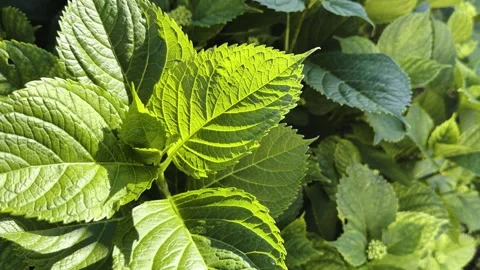 Hydrangea green leaves growing in the garden Stock Footage 336001816