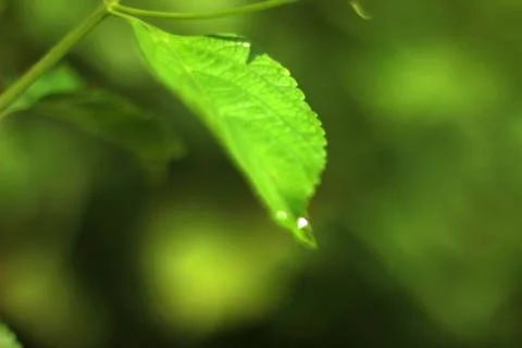 Hydrangea green leaves Stock Photos
