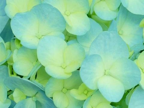 Hydrangea green macro 写真素材