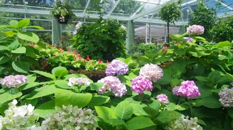 Hydrangea in the greenhouse Stock Footage 51604437
